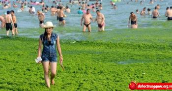 Bãi biển tảo xanh độc đáo tại Thanh Đảo – Trung Quốc